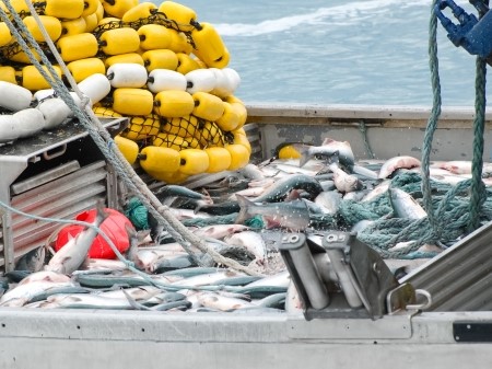 Fish on a boat