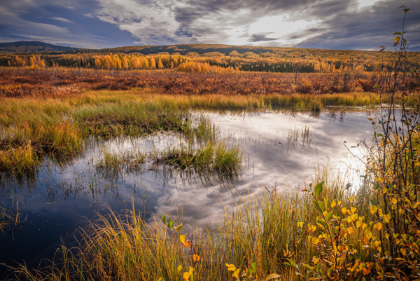 wetland image